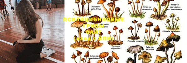 сатива Алексин